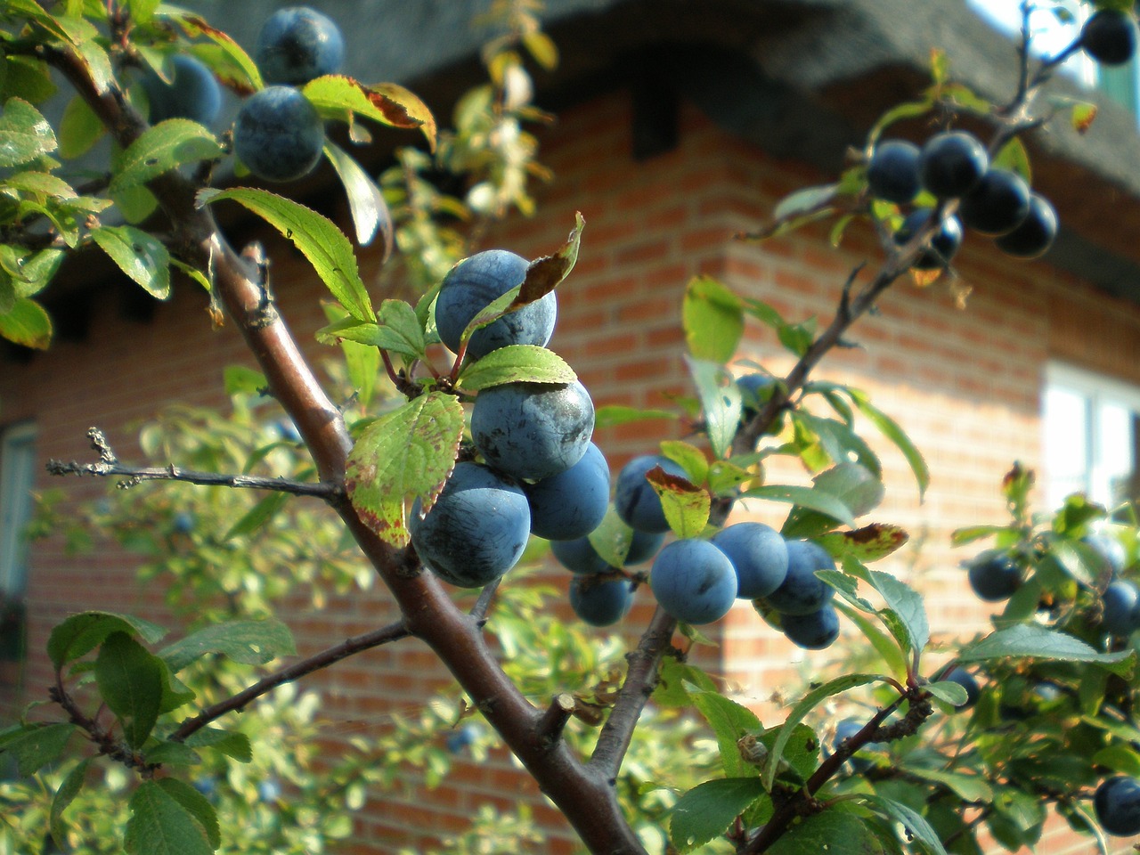 sloe-335504_1280